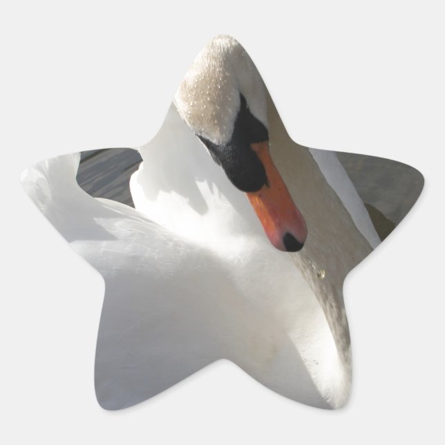 Adesito Estrela Swan Posing (Frente)