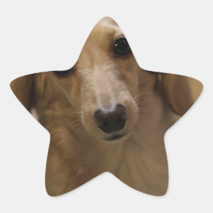 Adesito Estrela Tão Bonita Dachschund Puppy