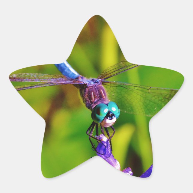 Adesito Estrela Teal Rainbow Dragonfly (Frente)