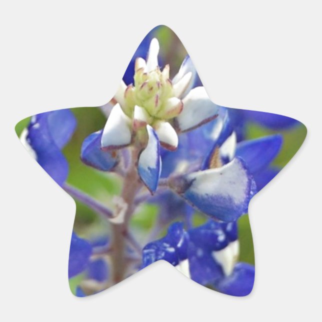 Adesito Estrela Texas Bluebonnets (Frente)