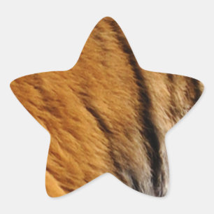 Adesito Estrela Tigre-Stripes-Big Cat Wildlife