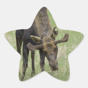 Adesito Estrela Touro-Alvos