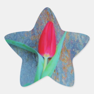 Adesito Estrela Tulipa Vermelha na Cinza Azul
