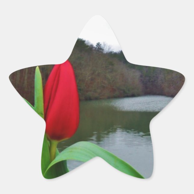 Adesito Estrela Tulipa Vermelha primavera no lago Arrohouad (Frente)