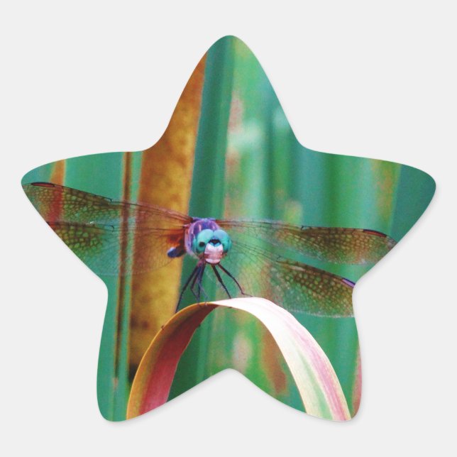 Adesito Estrela Um Dragonfly de Olhos Vermelhos com cattails (Frente)