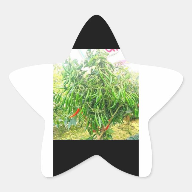 Adesito Estrela Um frio: delicioso espalhamento saboroso. (Frente)