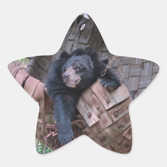 Adesito Estrela Urso Sonolento Parque Florestal Hammock Camping Ar (Frente)