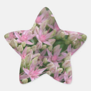 Adesito Estrela Vinheta-Flor Tropical bonito rosa