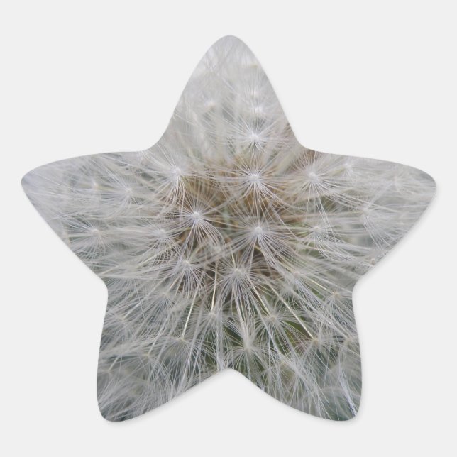 Adesito Estrela Vinhetas de Dandelion para sementeira (Frente)