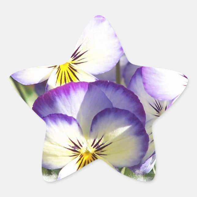 Adesito Estrela Vinhetas de Violas Brancas e Roxas (Frente)