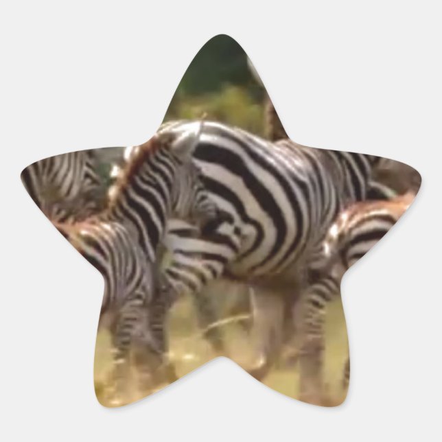 Adesito Estrela Zebras em Movimento: Uma Viagem de Mil Milhas (Frente)