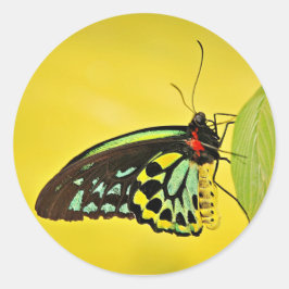 Adesivo