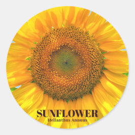 ADESIVO ひまわり