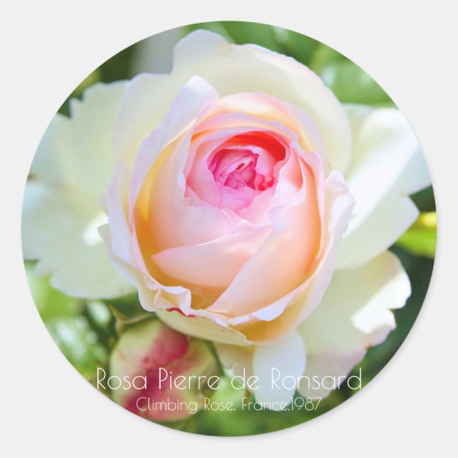 ADESIVO ピエール・ドゥ・ロンサール (Frente)