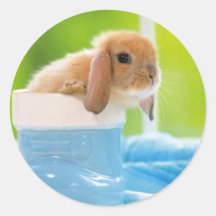 20_baby_animais (4) BABY BUNNY RABBIT VERens azuis