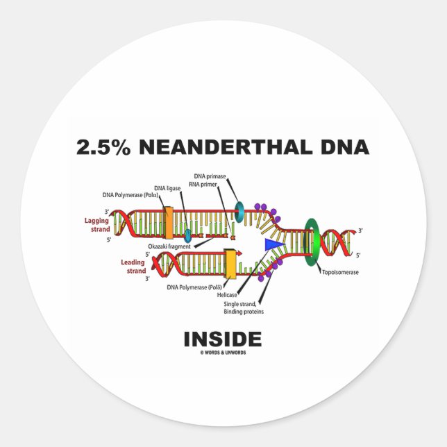 Adesivo 2,5% de Dentro de ADN Neandertal (Replicação de AD (Frente)
