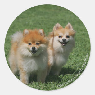 Adesivo 2 Pomeranians que olha a câmera