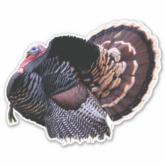 Adesivo 8"x8" Wild Turkey (Frente)