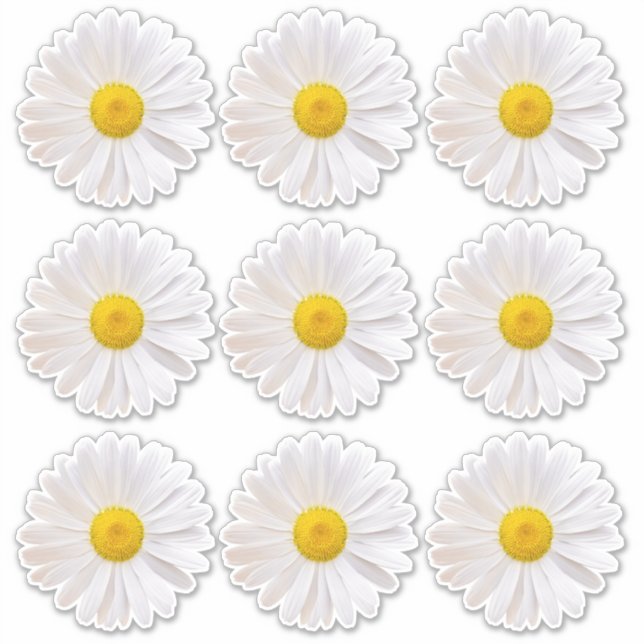 Adesivo 9 Shasta Daisy Flower Kiss-Cut Stickers (Frente)