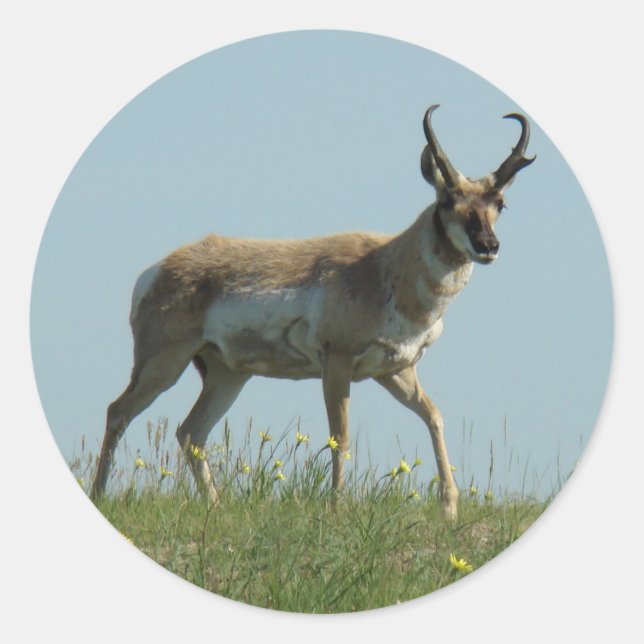 Adesivo A10 Pronghorn Antelope Walking Jogou Flores Selvag (Frente)