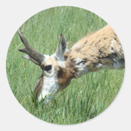 Adesivo A11 Pronghorn Antelope Grazing