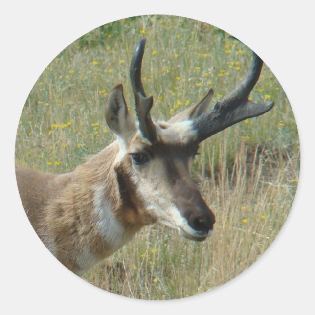 Adesivo A12 Pronghorn Antelope Buck (Frente)