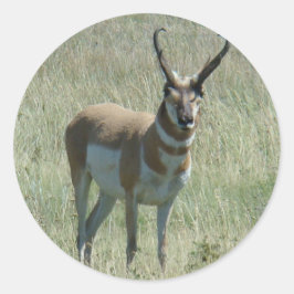Adesivo A13 Pronghorn Antelope