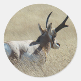 Adesivo A14 Antílope Pronghorn Sunshine Buck