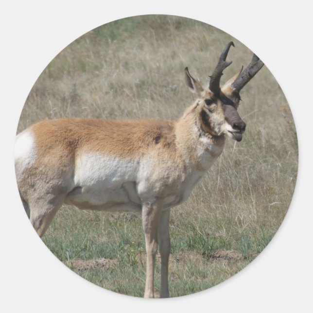 Adesivo A15 Antílope Pronghorn Macho Indelicado (Frente)