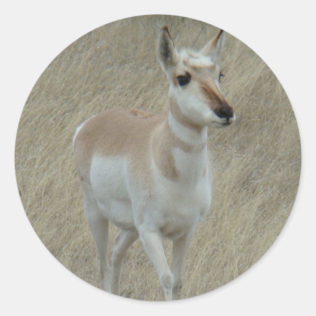 Adesivo A17 Pronghorn Antelope Youngster (Frente)