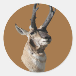 Adesivo A18 Pronghorn Antelope Buck Head Shot