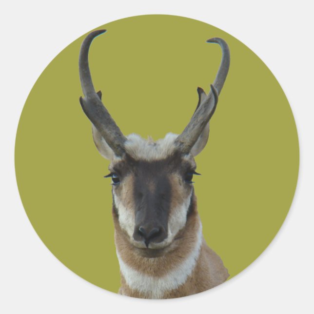 Adesivo A19 Pronghorn Antelope Dark Face Buck Head Shot (Frente)