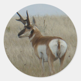 Adesivo A22 Pronghorn Antelope Buck