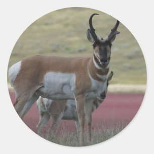 Adesivo A24 Pronghorn Antelope