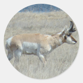 Adesivo A25 Antilope Pronghorn Bicho Jovem