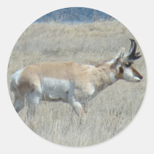 Adesivo A25 Antilope Pronghorn Bicho Jovem