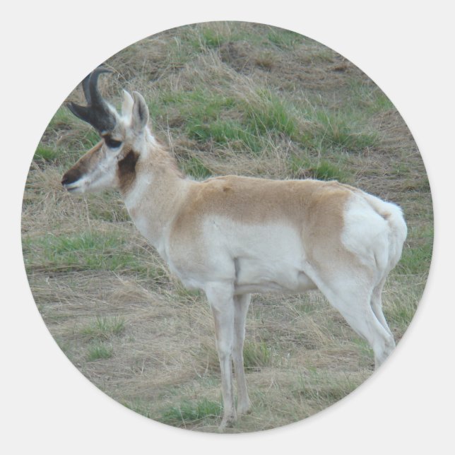 Adesivo A26 Antílope Americano Macho (Frente)