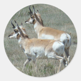 Adesivo A27 Pronghorn Antelope Young Bucks