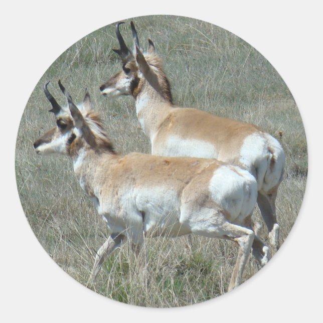 Adesivo A27 Pronghorn Antelope Young Bucks (Frente)