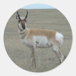 Adesivo A28 Antilope Pronghorn Bicho Jovem