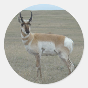 Adesivo A28 Antilope Pronghorn Bicho Jovem