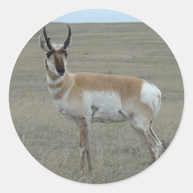 Adesivo A28 Pronghorn Antelope Young Buck (Frente)