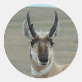 Adesivo A30 Tiro de cabeça de Antílope de Pronghorn