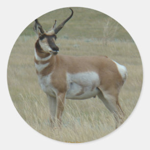 Adesivo A37 Antilope Pronghorn Chifres Tortos