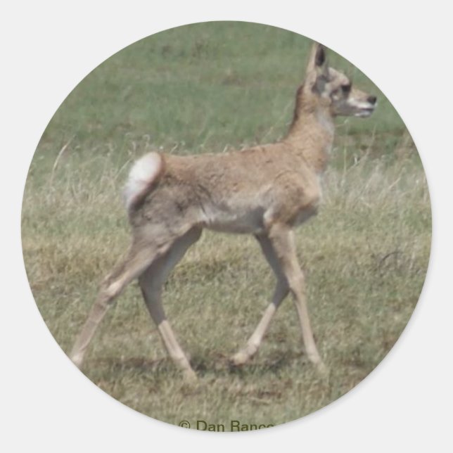 Adesivo A42 Bebê Antilope Pronghorn (Frente)