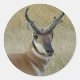 Adesivo A5 Pronghorn Antelope Buck Head Shot