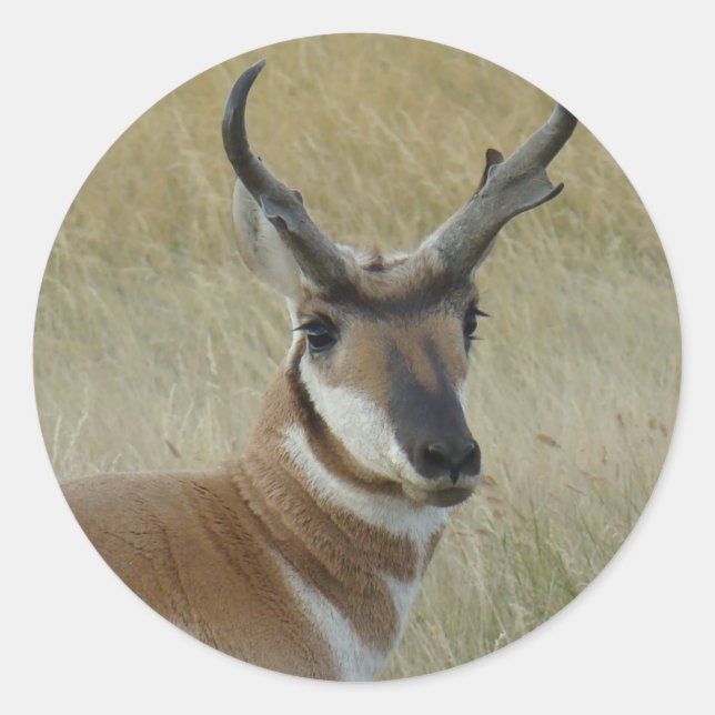 Adesivo A5 Pronghorn Antelope Buck Head Shot (Frente)