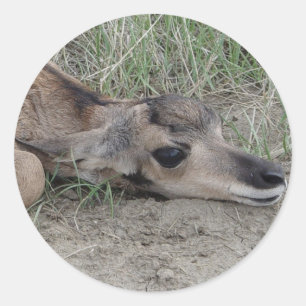 Adesivo A6 Bebe Antilope Americano
