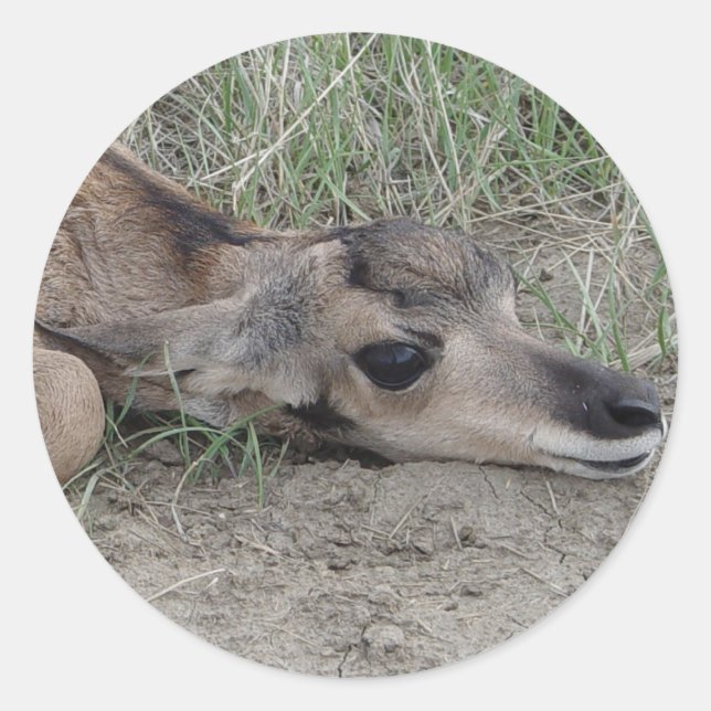 Adesivo A6 Bebe Antilope Americano (Frente)