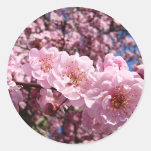 Adesivo A árvore cor-de-rosa do primavera floresce flores
